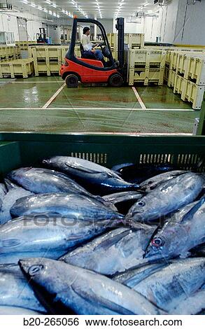 Manipulating tuna fish at the fish market. Getaria. Guipuzcoa. Basque Country. Spain View Large Photo Image Stock Photograph - Manipulating tuna fish at the fish market. Getaria. Guipuzcoa. Basque Country. Spain. Fotosearch
