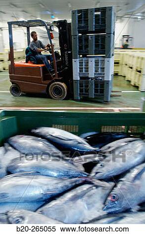 Stock Photography - Manipulating tuna fish at the fish market. Getaria. Guipuzcoa. Basque Country. Spain. Fotosearch