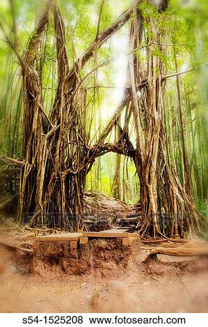 Manoa Falls trail, Honolulu, Hawaii View Large Photo Image Stock Photo - Manoa Falls trail, Honolulu, Hawaii. Fotosearch