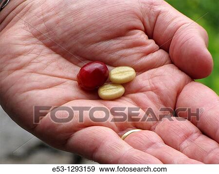 Man's hand holding coffee? cherry?, Mountain Thunder Coffee plantation, Kainaliu, Big Island, Hawaii, USA View Large Photo Image Stock Photo - Man's hand holding coffee? cherry?, Mountain Thunder Coffee plantation, Kainaliu, Big Island, Hawaii, USA. Fotosearch