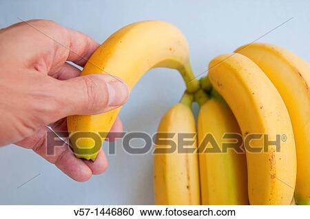 Man's hand taking a banana from the bunch. Close view. View Large Photo Image Stock Image - Man's hand taking a banana from the bunch. Close view.. Fotosearch