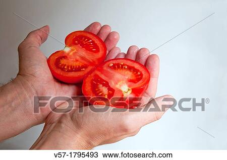 Man's hands holding a tomato cut in two halfs View Large Photo Image Stock Image - Man's hands holding a tomato cut in two halfs. Fotosearch