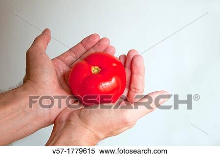 Man's hands holding a tomato View Large Photo Image Stock Photography - Man's hands holding a tomato. Fotosearch