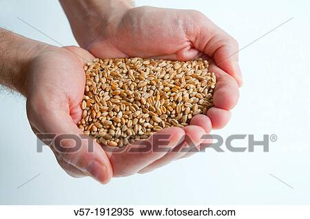 Man's hands holding wheat grains. Close view. View Large Photo Image Stock Photography - Man's hands holding wheat grains. Close view.. Fotosearch