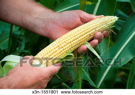 Man's hands husking an ear of corn in corn field View Large Photo Image Stock Image - Man's hands husking an ear of corn in corn field. Fotosearch