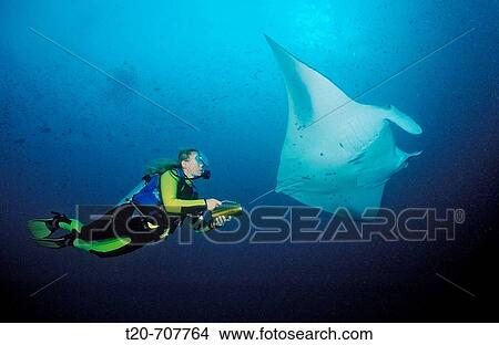 Manta and Diver, Manta Birostris, Maldives, Indian Ocean, Meemu Atoll View Large Photo Image Picture - Manta and Diver, Manta Birostris, Maldives, Indian Ocean, Meemu Atoll. Fotosearch