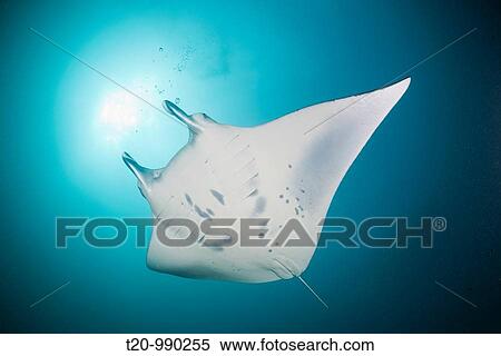 Manta, Manta birostris, Micronesia, Yap View Large Photo Image Stock Photography - Manta, Manta birostris, Micronesia, Yap. Fotosearch