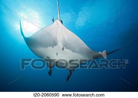 Manta, Manta birostris, Roca Partida, Revillagigedo Islands, Mexico. View Large Photo Image Stock Image - Manta, Manta birostris, Roca Partida, Revillagigedo Islands, Mexico.. Fotosearch