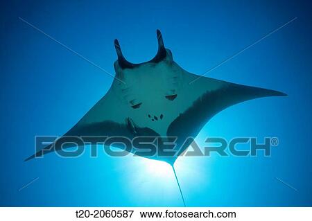 Manta, Manta birostris, San Benedicto, Revillagigedo Islands, Mexico. View Large Photo Image Stock Photo - Manta, Manta birostris, San Benedicto, Revillagigedo Islands, Mexico.. Fotosearch
