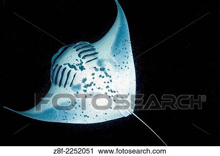 manta ray at night, Manta birostris, Manta Ray Night Dive, Kona, Big Island, Hawaii, Pacific Ocean. View Large Photo Image Stock Image - manta ray at night, Manta birostris, Manta Ray Night Dive, Kona, Big Island, Hawaii, Pacific Ocean.. Fotosearch