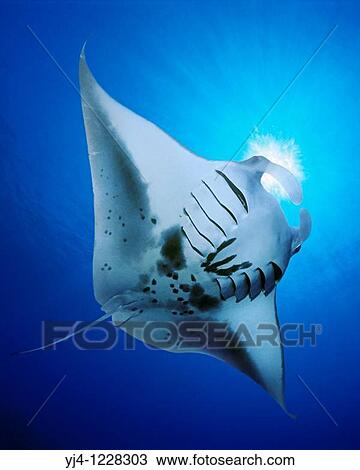 manta ray feeding on plankton, Manta birostris, Kona Coast, Big Island, Hawaii, USA, Pacific Ocean, digital composite View Large Photo Image Stock Image - manta ray feeding on plankton, Manta birostris, Kona Coast, Big Island, Hawaii, USA, Pacific Ocean, digital composite. Fotosearch