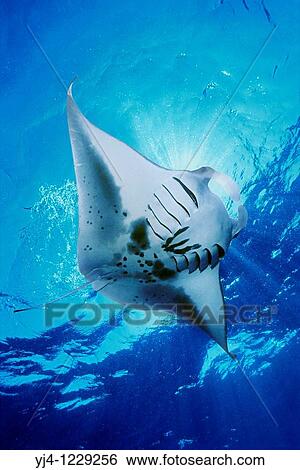 Stock Photograph - manta ray, feeding on plankton, Manta birostris, Kona Coast, Big Island, Hawaii, USA, Pacific Ocean. Fotosearch