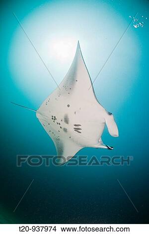 Manta Ray, Manta birostris, Kandooma Manta Point, South Male Atoll, Maldives View Large Photo Image Picture - Manta Ray, Manta birostris, Kandooma Manta Point, South Male Atoll, Maldives. Fotosearch