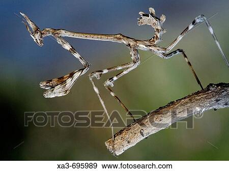 Mantis (Empusa pennata) nymph View Large Photo Image Stock Photo - Mantis (Empusa pennata) nymph. Fotosearch