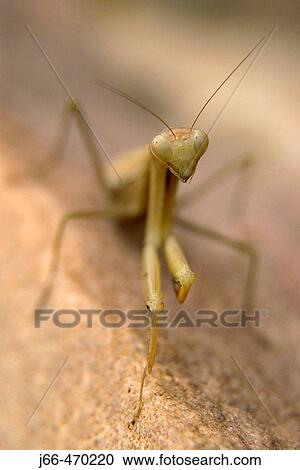 Stock Image - Mantis (Empusa pennata). Fotosearch