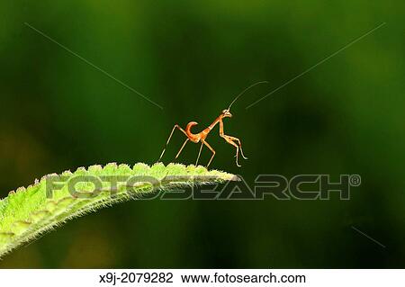 Mantis in action, Asia. View Large Photo Image Stock Image - Mantis in action, Asia.. Fotosearch