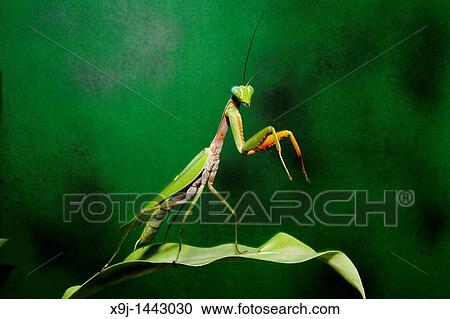 Mantis in action View Large Photo Image Stock Image - Mantis in action. Fotosearch