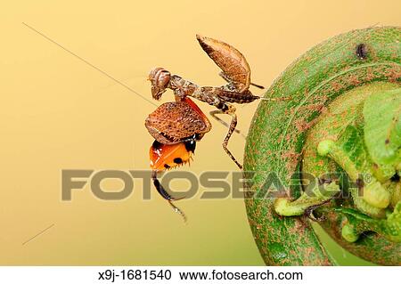 Stock Image - Mantis in action. Fotosearch