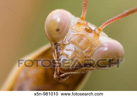 Mantis Portrait, Portugal View Large Photo Image Stock Image - Mantis Portrait, Portugal. Fotosearch