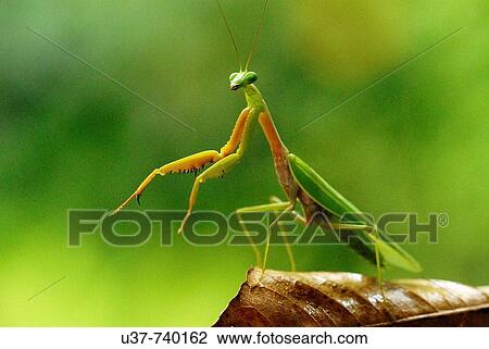 Stock Image - Mantis. Fotosearch