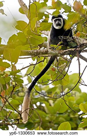 Stock Image - Mantled Guereza, Colobus guereza, sitting in tree, Bigodi Wetland Sanctuary, Uganda. Fotosearch
