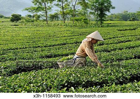 Stock Image - manual harvesting, tea field at Mylam, around Tuyen Quang, northern vietnam, southeast asia. Fotosearch