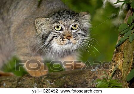 Stock Image - MANUL OR PALLAS? S CAT otocolobus manul, ADULT ON BRANCH. Fotosearch