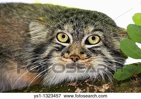 MANUL OR PALLAS? S CAT otocolobus manul, HEAD OF ADULT View Large Photo Image Stock Photo - MANUL OR PALLAS? S CAT otocolobus manul, HEAD OF ADULT. Fotosearch