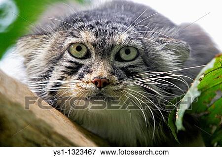 MANUL OR PALLAS? S CAT otocolobus manul, HEAD OF ADULT View Large Photo Image Stock Photo - MANUL OR PALLAS? S CAT otocolobus manul, HEAD OF ADULT. Fotosearch