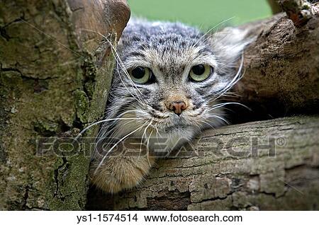 Picture - Manul or Pallas's Cat, otocolobus manul, Portrait of Adult. Fotosearch