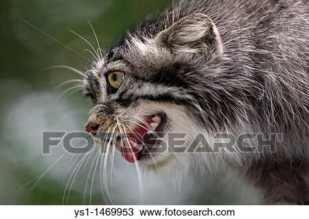 Stock Image - Manul or Pallas's Cat, otocolobus manul, Portrait of Adult. Fotosearch