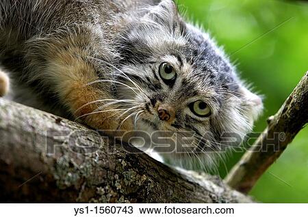 Manul or Pallas's Cat, otocolobus manul, Portrait of Adult View Large Photo Image Stock Image - Manul or Pallas's Cat, otocolobus manul, Portrait of Adult. Fotosearch
