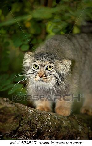 Manul or Pallas's Cat, otocolobus manul, Adult standing on Branch View Large Photo Image Stock Photo - Manul or Pallas's Cat, otocolobus manul, Adult standing on Branch. Fotosearch