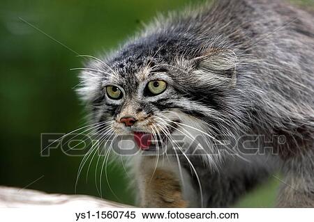 Manul or Pallas's Cat, otocolobus manul, Portrait of Adult View Large Photo Image Stock Photography - Manul or Pallas's Cat, otocolobus manul, Portrait of Adult. Fotosearch