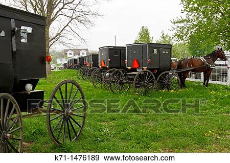 Many Amish horse and buggies in a pasture near Shipshewana, Indiana, USA View Large Photo Image Stock Photo - Many Amish horse and buggies in a pasture near Shipshewana, Indiana, USA. Fotosearch
