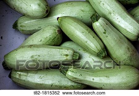 many green zucchini Cucurbita pepo View Large Photo Image Stock Image - many green zucchini Cucurbita pepo. Fotosearch