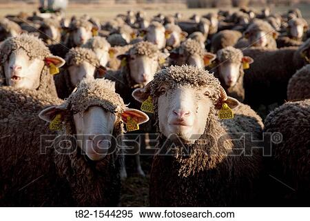 Stock Photography - many sheep foreground looking at camera, Fontvieille, France. Fotosearch