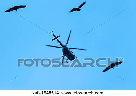 Picture - many vultures fly over pyrenees's sky. Fotosearch