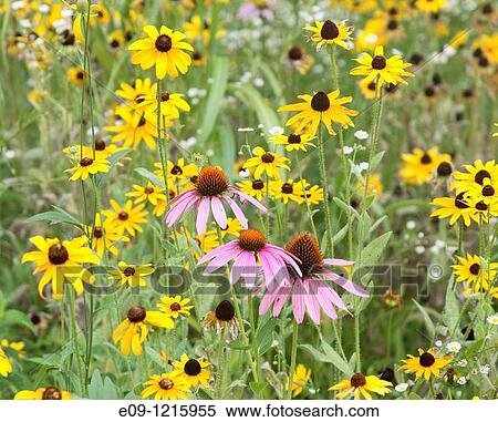 many yellow and three pink daisies in field, south central Indiana View Large Photo Image Stock Photography - many yellow and three pink daisies in field, south central Indiana. Fotosearch