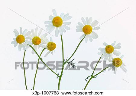 Manzanilla Matricaria chamomila View Large Photo Image Stock Photo - Manzanilla Matricaria chamomila. Fotosearch