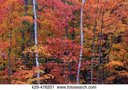 Stock Image - Maple and birch. Webbwood. Ontario. Canada.. Fotosearch