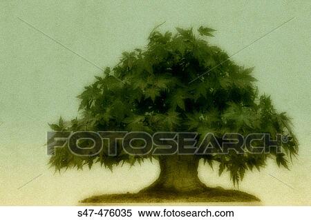 Maple. Bonsai (Acer rubrum) View Large Photo Image Stock Photography - Maple. Bonsai (Acer rubrum). Fotosearch