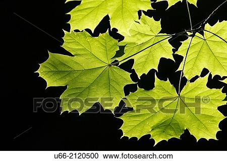 Maple leaf, Stockholm, Sweden. View Large Photo Image Stock Image - Maple leaf, Stockholm, Sweden.. Fotosearch