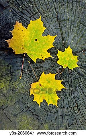Maple leaves at a trunk. View Large Photo Image Stock Photo - Maple leaves at a trunk.. Fotosearch