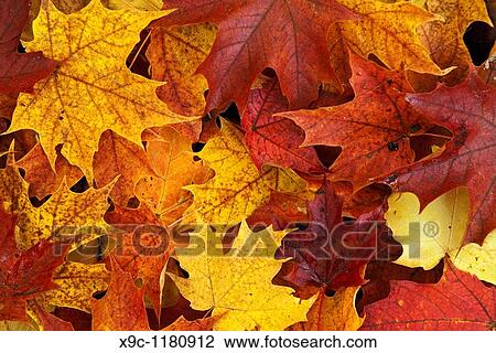 Stock Image - Maple Leaves in Autumn. Fotosearch