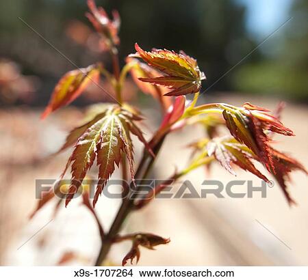 maple leaves View Large Photo Image Picture - maple leaves. Fotosearch