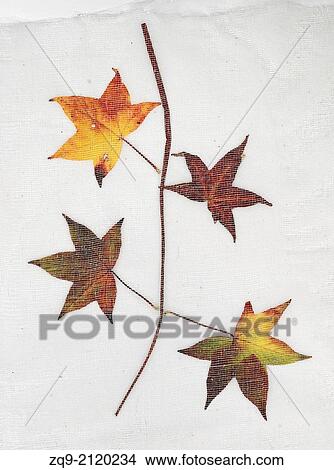 Maple leaves View Large Photo Image Picture - Maple leaves. Fotosearch
