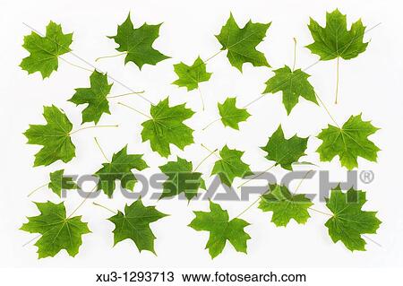 Maple leaves. View Large Photo Image Stock Image - Maple leaves.. Fotosearch