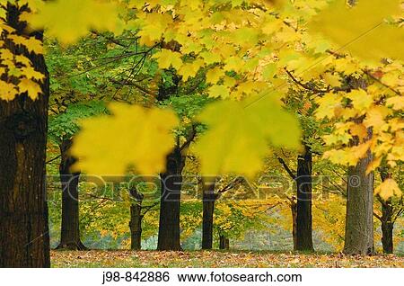 Maple Tree Acer sp with fall foliage Vermont, USA, America View Large Photo Image Stock Photograph - Maple Tree Acer sp with fall foliage Vermont, USA, America. Fotosearch