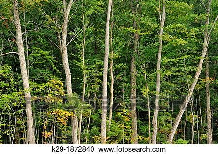 Maple tree trunks at the edge of a woodlot, Pointe au Baril, Ontario, Canada View Large Photo Image Stock Image - Maple tree trunks at the edge of a woodlot, Pointe au Baril, Ontario, Canada. Fotosearch